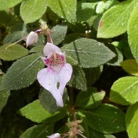 Impatiens thwaitesii Hook.f. ex Grey-Wilson